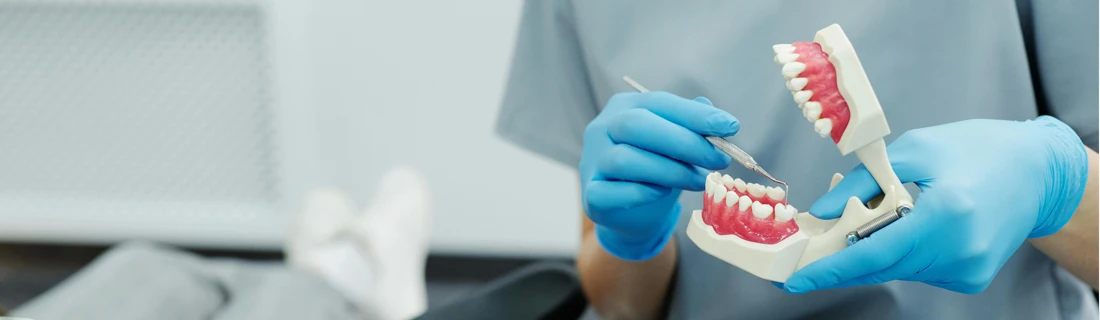 A person pointing at a tooth in a model of a mouth.